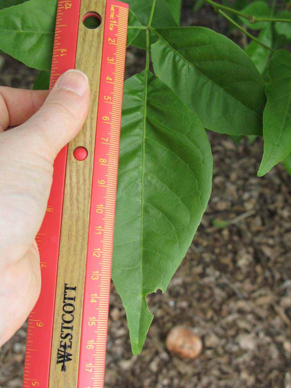              Trifoliolate leaf (Winter Haven, FL)       
